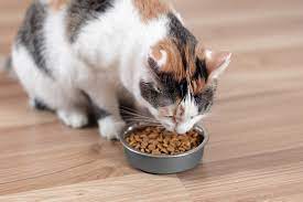 Best Grain-Free Canned Cat Food: Find The Most Nutritionally Balanced Meal for Your Pet With These Five Excellent Options
