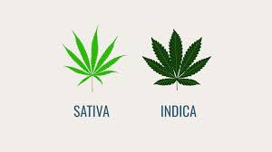 The Variety Of Effects Offered By Either Indica or Sativa Cannabis